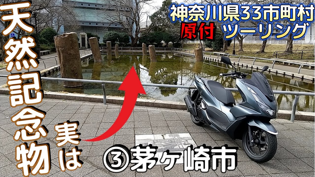 【神奈川県33市町村 PCXツーリング ③茅ヶ崎市】江戸の歴史を感じつつ、国の天然記念物も登場。町中華でおなかいっぱいだ！