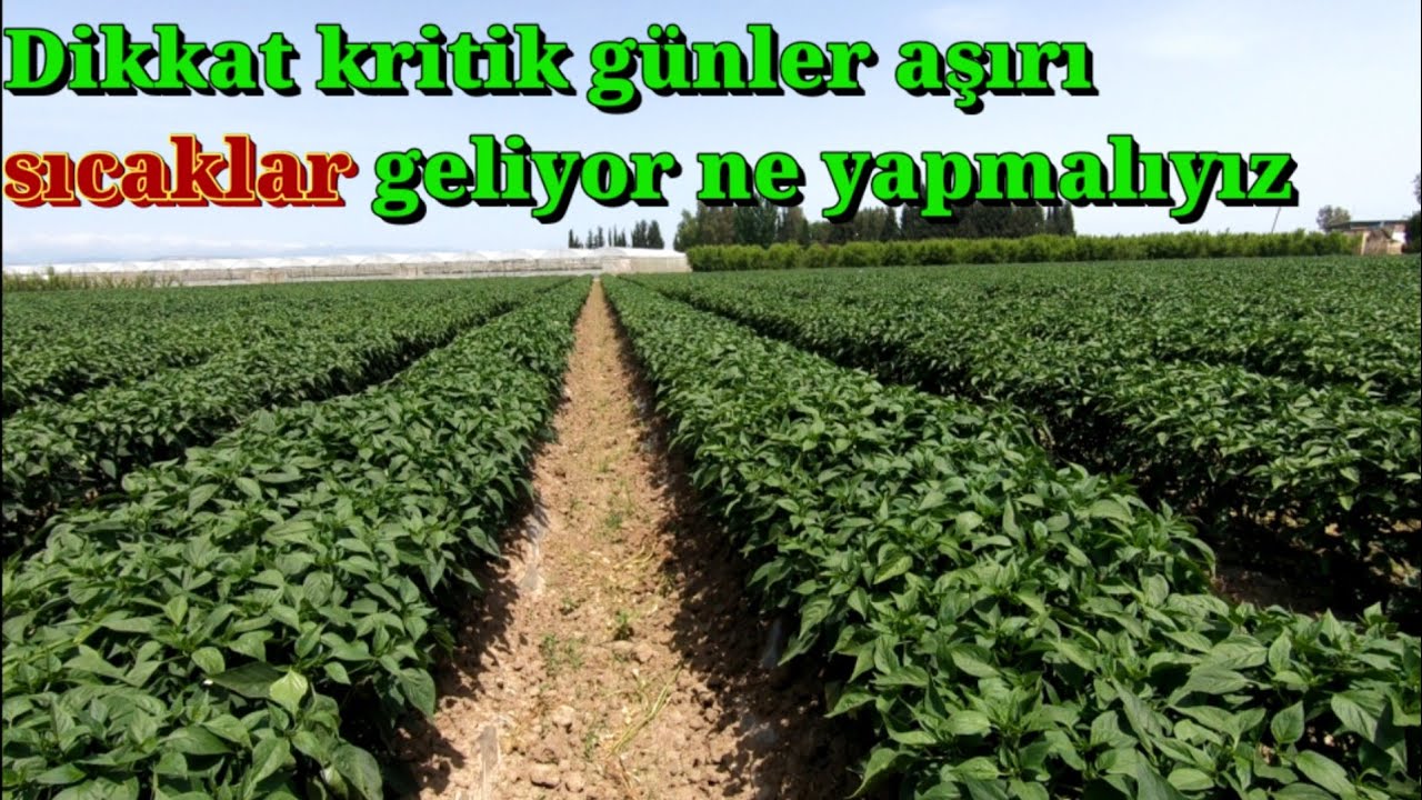 Dikkat Biberde kritik sıcak günler sulama ilaçlama ve gübreleme ne yapmalıyız