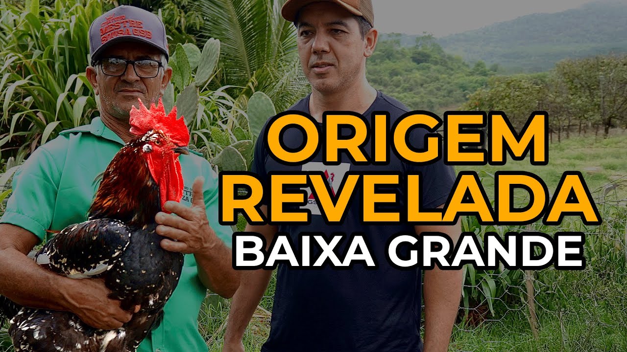 Descubra a Verdadeira Origem da GSB em Baixa Grande - BA!