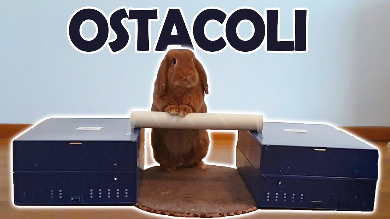 Coniglio prova il salto a ostacoli
