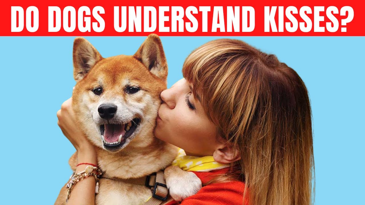 Do dogs understand hugs and kisses?