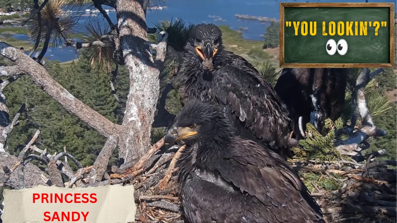 WATCH THE BEST EVER CLOSE-UP OF SANDY IN STUNNING DETAIL! 😍