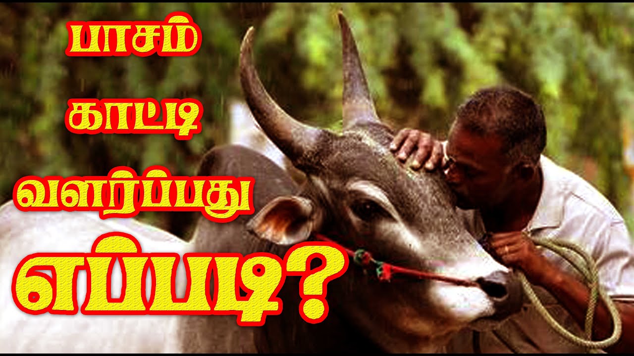 காளைகளிடன் எளிமையாக பழகுவது எப்படி ... சில வழிமுறைகள் ... உங்களிடம் காளை பழக வேண்டுமா ?
