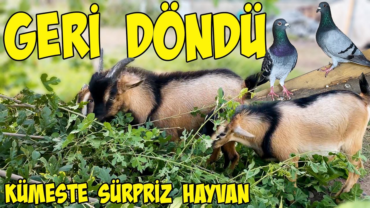 KAYIP- KAÇAK POSTALAR NE ALEMDE ? ÇİFTLİKTEKİ ESRARENGİZ TAVUK ? HORTUM PATLAYINCA HER YERİ SU BASTI