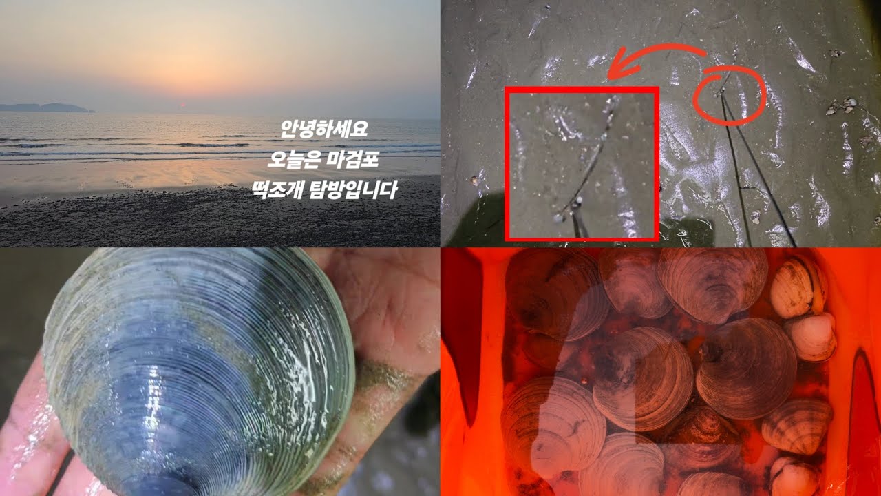 [생생현장] 마검포 떡조개 탐방! #clamming #clam #shellfish