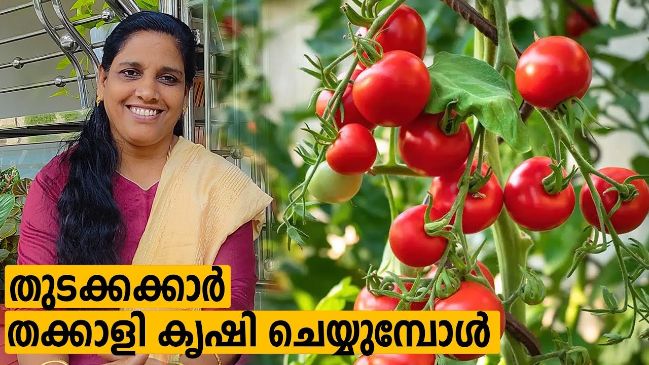 തുടക്കക്കാർ തക്കാളി കൃഷി ചെയ്യുമ്പോൾ  | Mini's Lifestyle