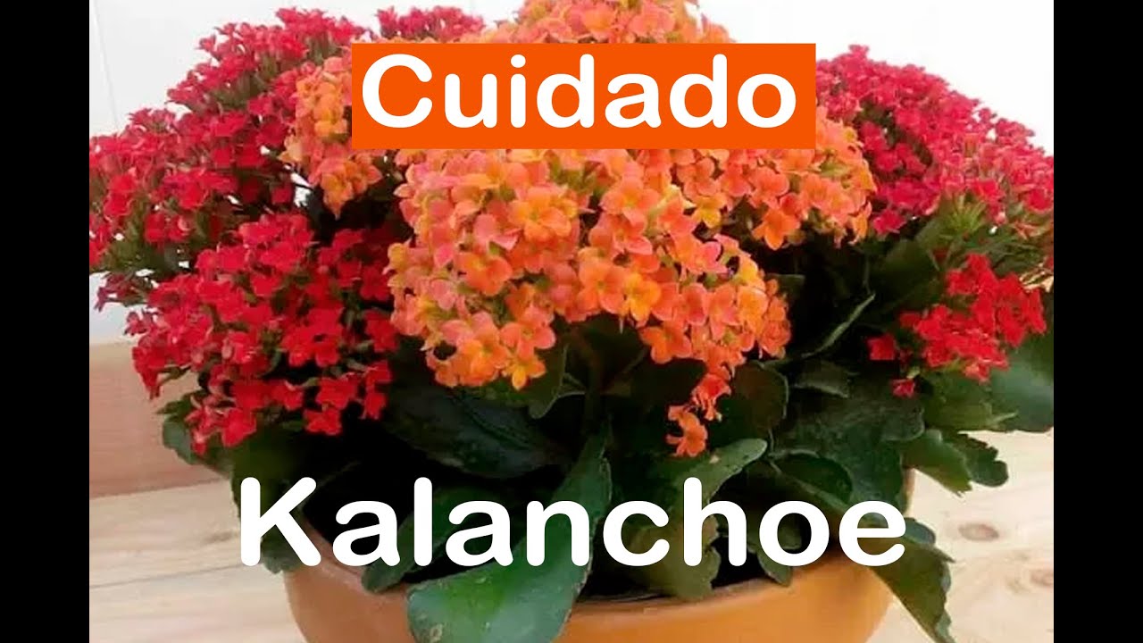 CUIDADO DE KALANCHOE !!! 🤩😍😱😱