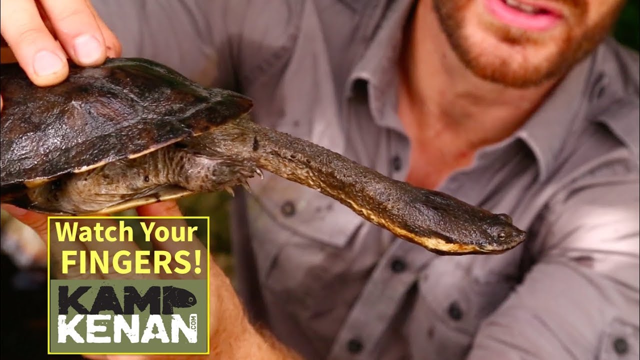 Argentine Snake Necked Turtle Tutorial