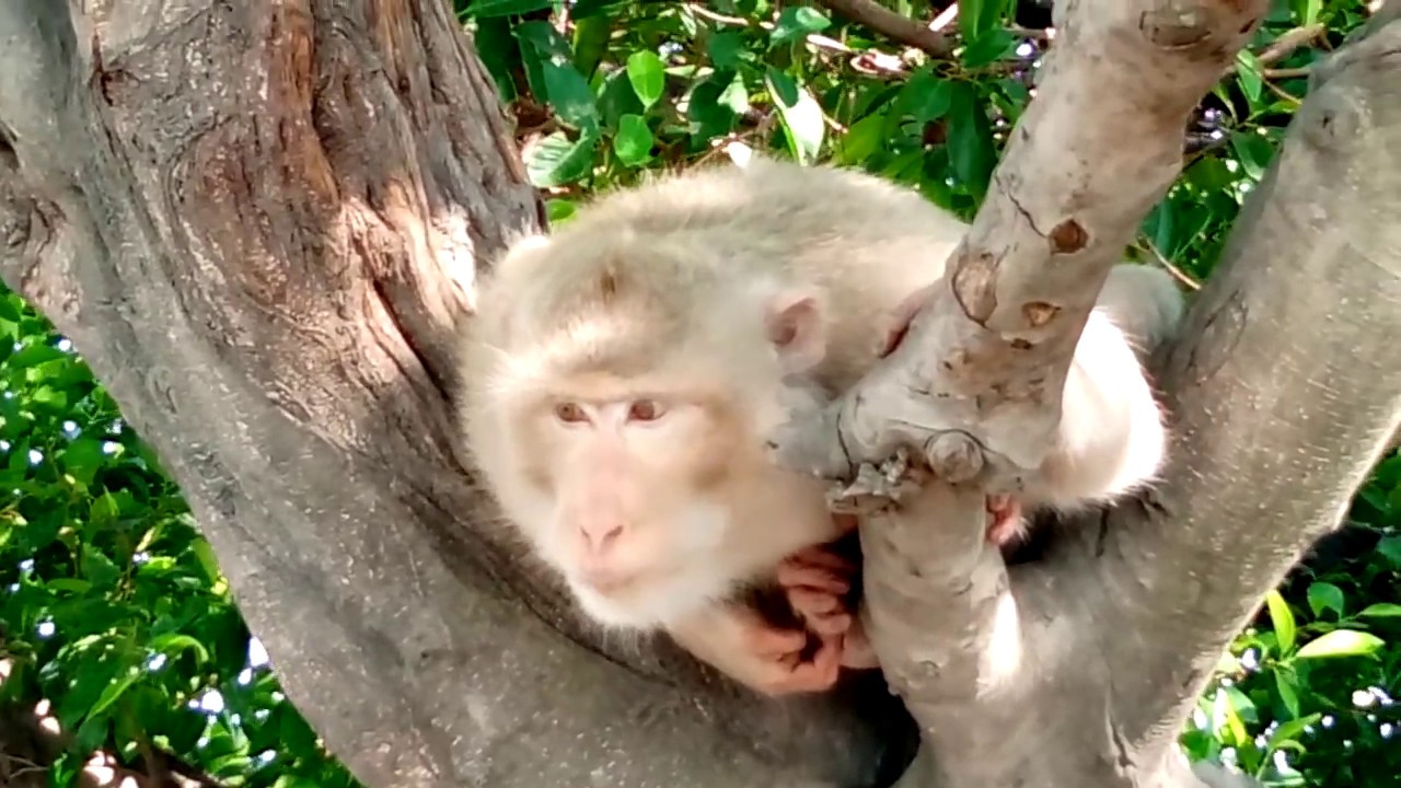 To spicy!!!! Monkey eat chili spicy on the Tree