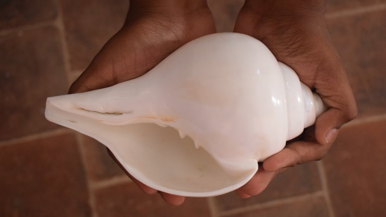 வலம்புரி சங்கு ஏமாற்றும் வழிகள் | Muthunagar meenavan