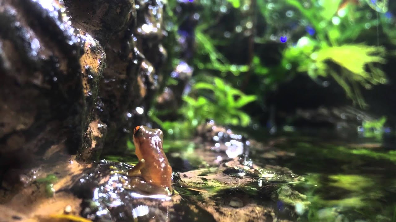 Billabong Paludarium July Update