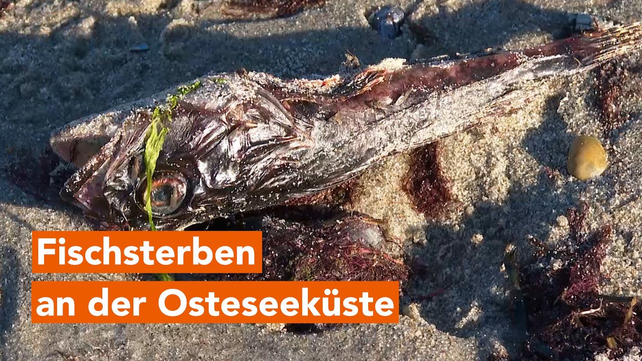 R&auml;tselhaftes Fischsterben an der Ostsee &ndash; Experten suchen nach Ursache