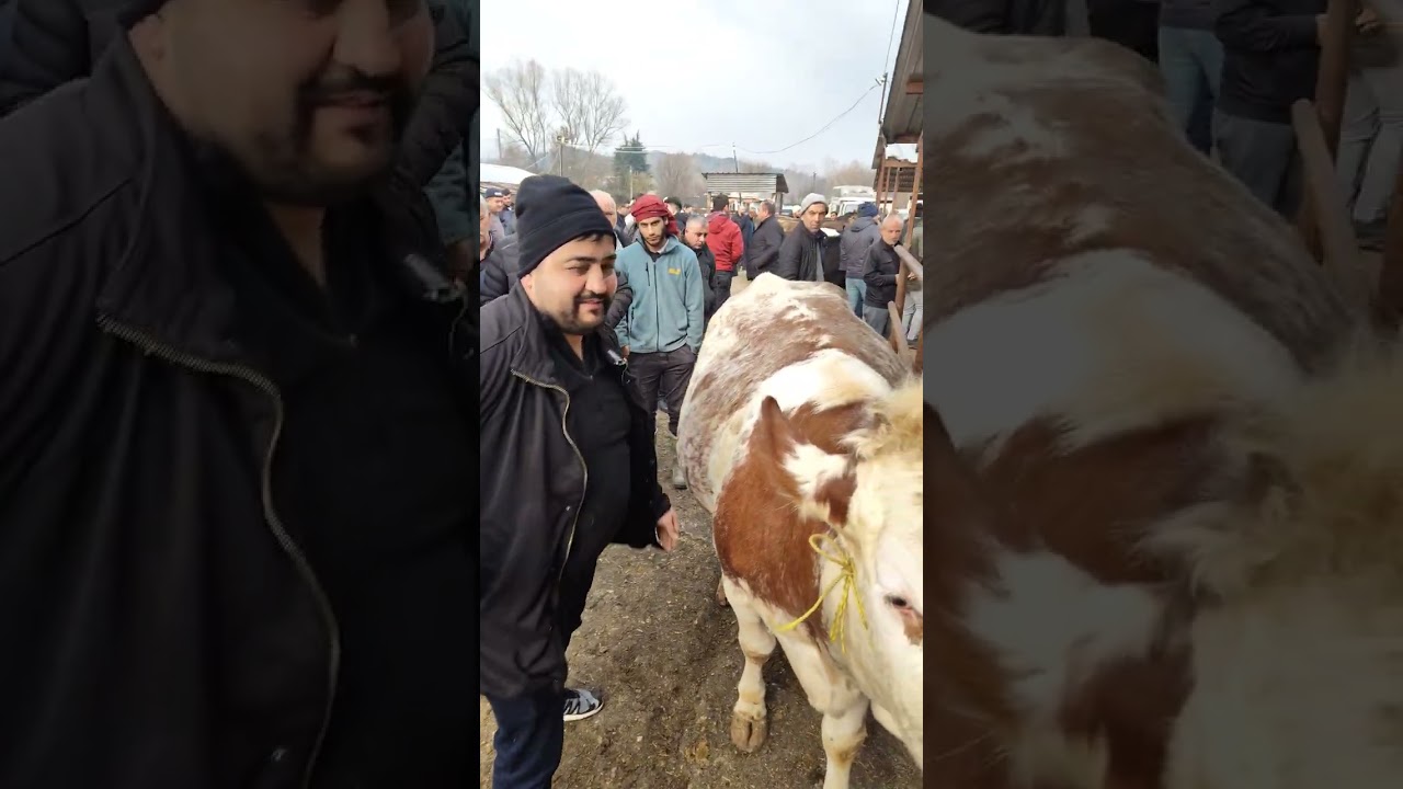 Mudurnu hayvan pazarı 28 Mart 2026 Cumartesi