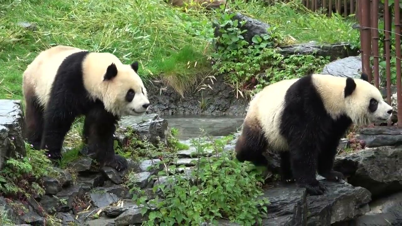 BaoDi Bao Mei , Presque 4 ans  encore boivent du lait.宝弟宝妹もうすぐ４歳ママのおっぱい飲んでます🍼