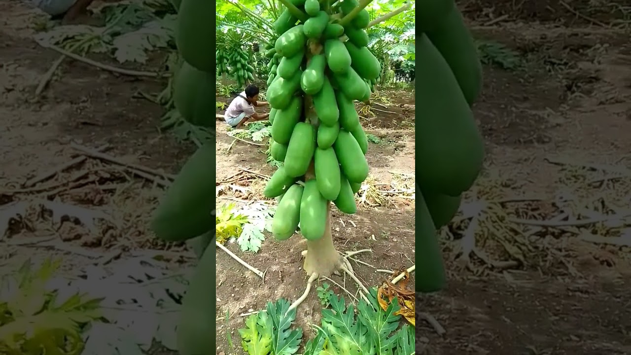 penanganan buah dari jamur
