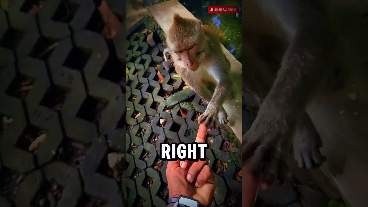 Watch This Monkey's INSTANT Karma Payback!