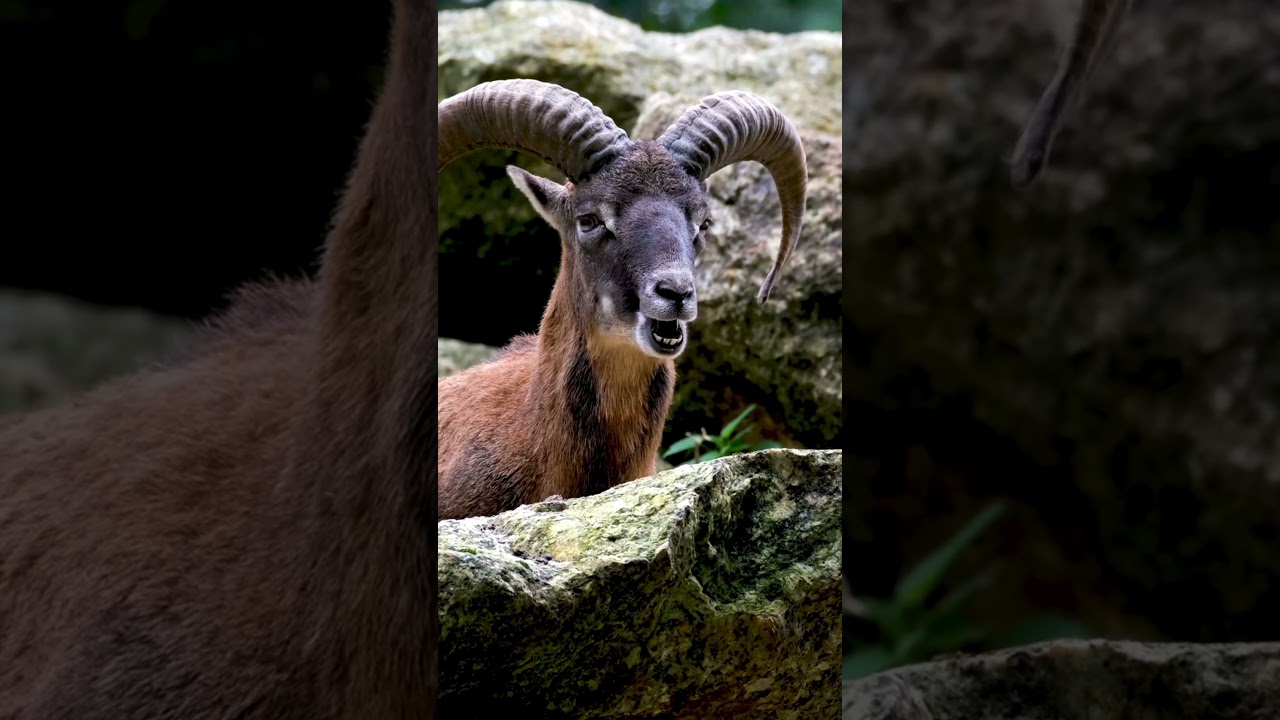 Beautiful Animals Of The Wild - #nature #wildanimals #naturesounds #shorts