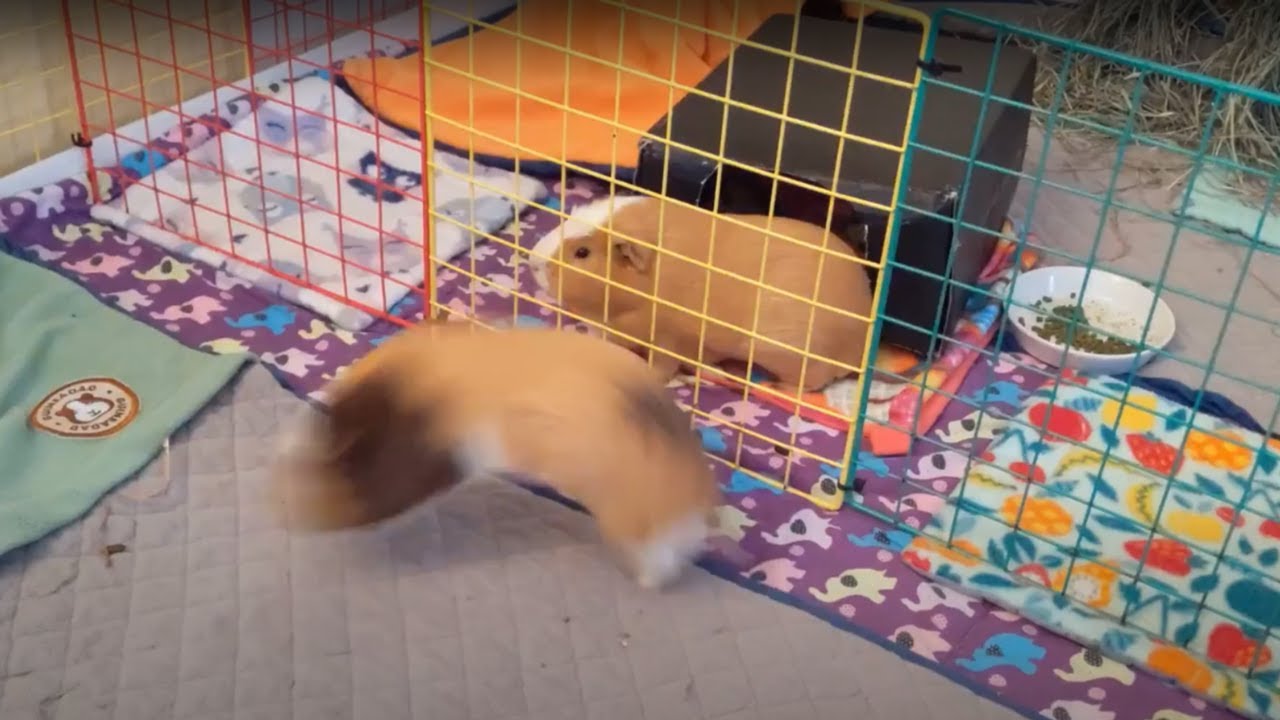 Guinea pig can't stop popcorning!
