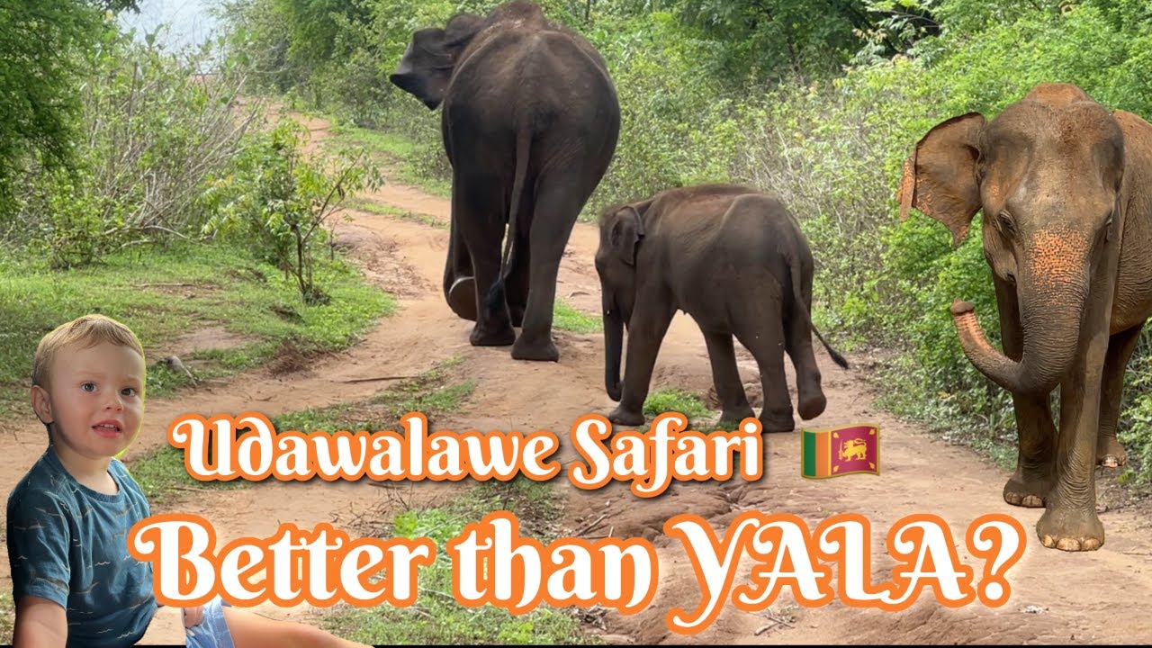 Safari in Udawalawe, better than Yala? Watch elephants and wildlife in Sri Lanka.