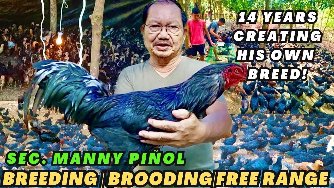 Breeding Chicken Tips | Manok Pinoy 14 Years in The Making | Sec. Manny Piñol
