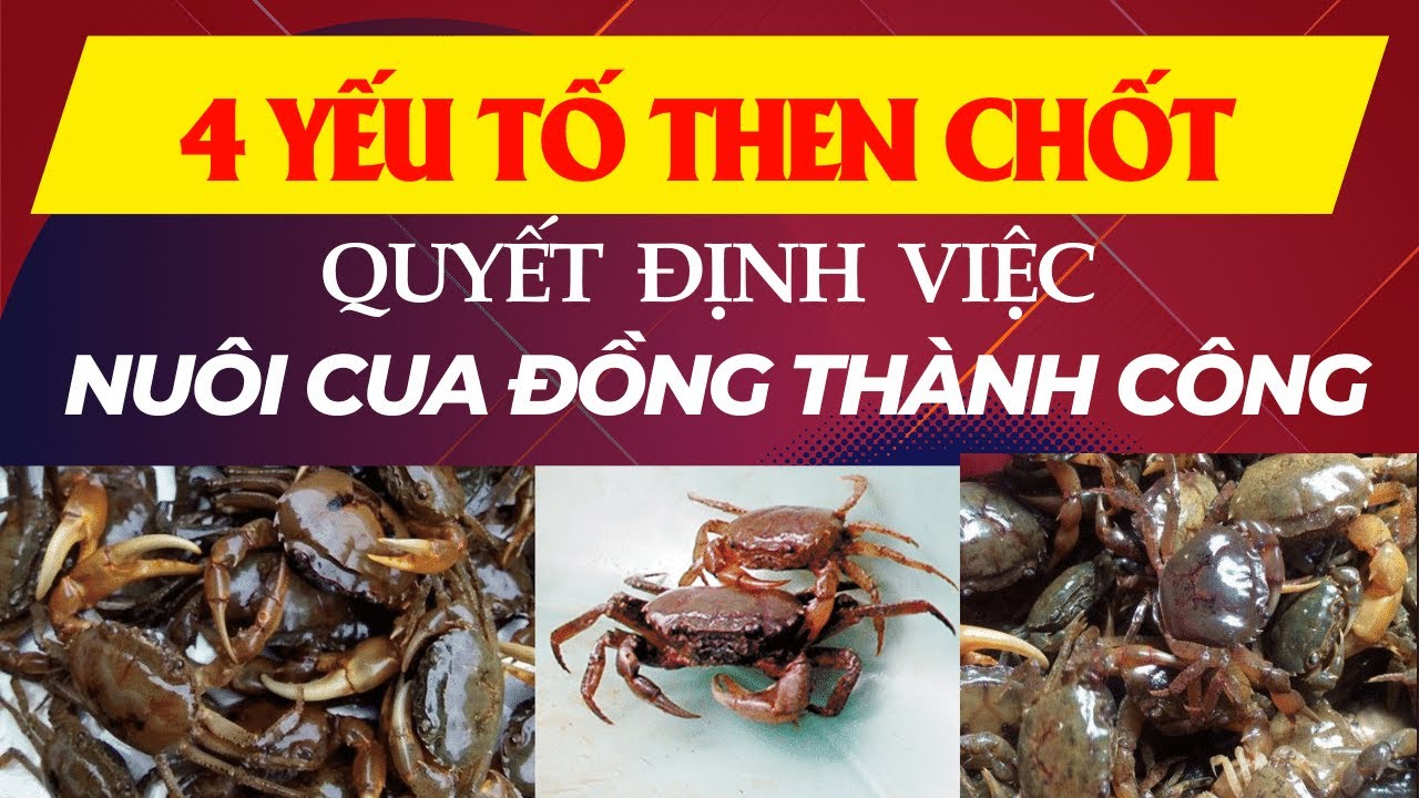 4 yếu tố quan trọng c&aacute;c hộ nu&ocirc;i cua đồng cần ch&uacute; &yacute;/Kỹ thuật nu&ocirc;i cua đồng