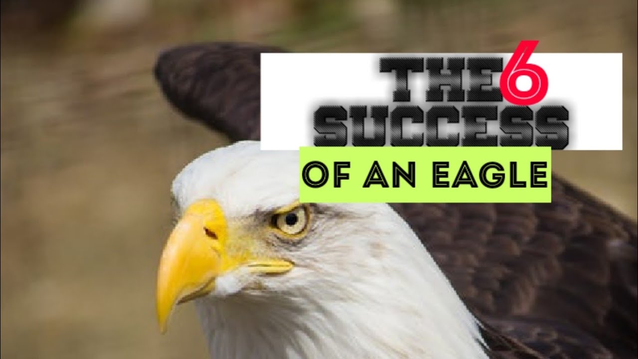Life Lessons From An Eagle: 6 super life changing lesson from an eagle