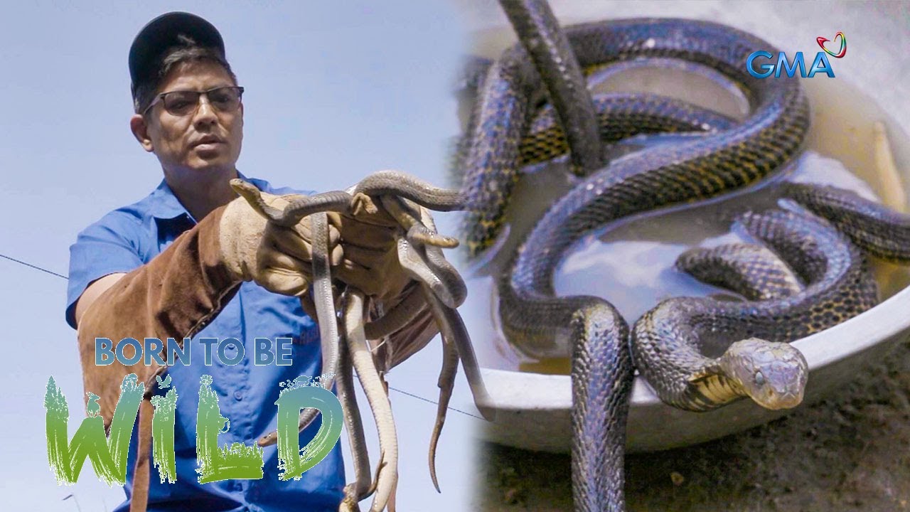Releasing Samar cobras back into the wild | Born to be Wild