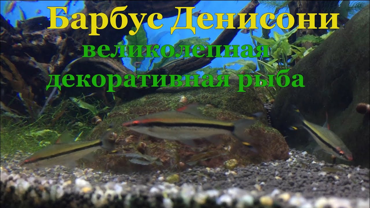 Барбус Денисони