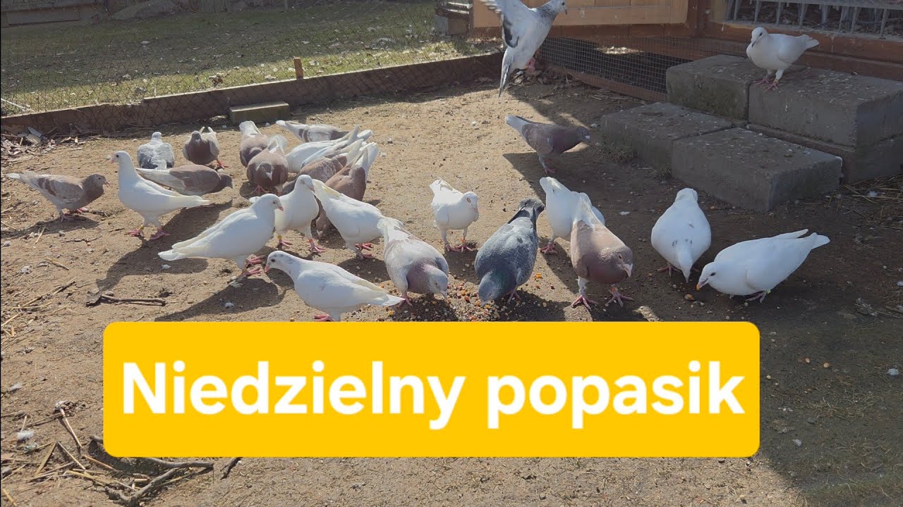 Małe przeróbki w rozpłodzie, lęgi w pełni 08.03.2026