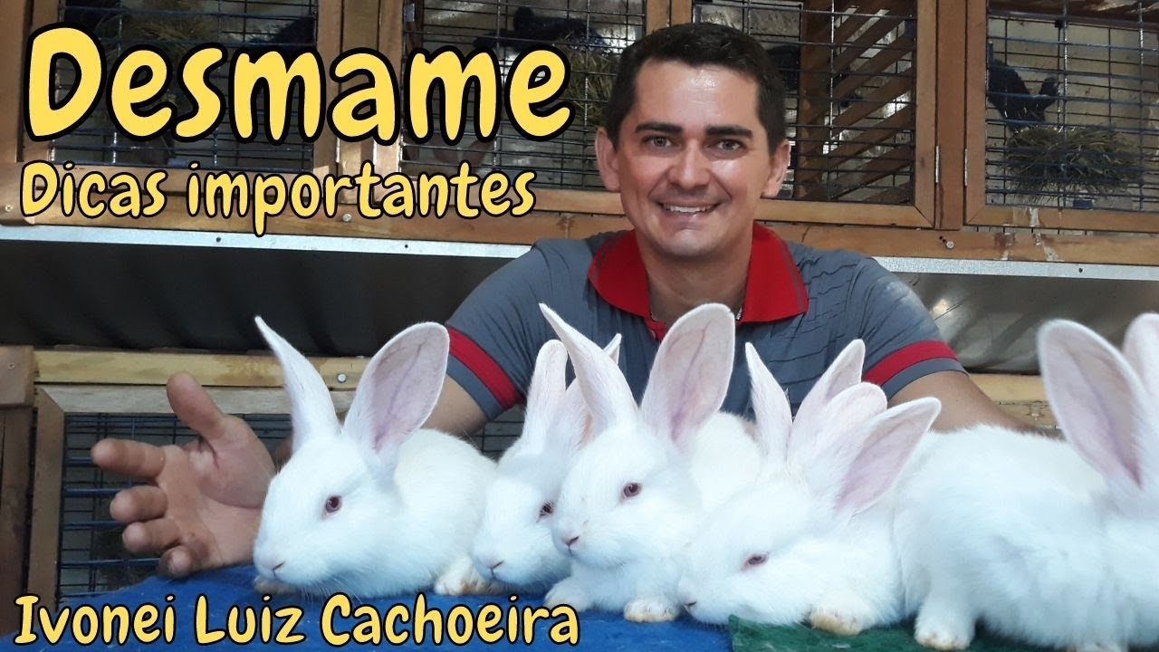 Como Realizar o Desmame Dos Filhotes de Coelho?