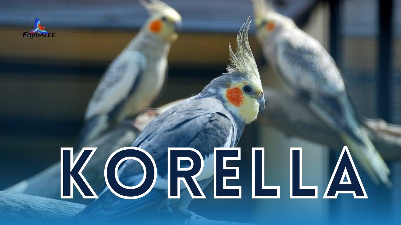 KORELLA XAQIDA !