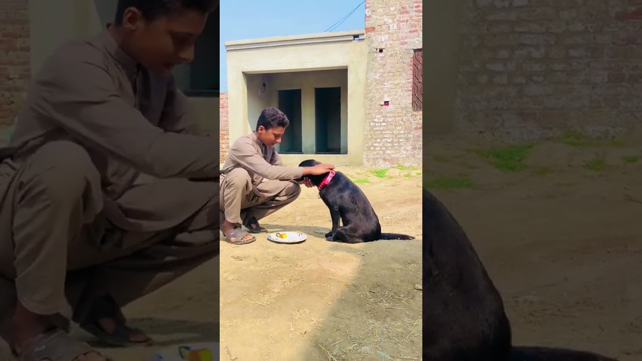 wafadari is ko khaty hai check kro ❤️#trending #viralvideo #traindog #kali #foruoupage