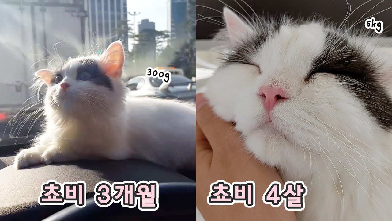 쵸비 3개월 아깽이 영상 발굴 + 지금의 쵸비