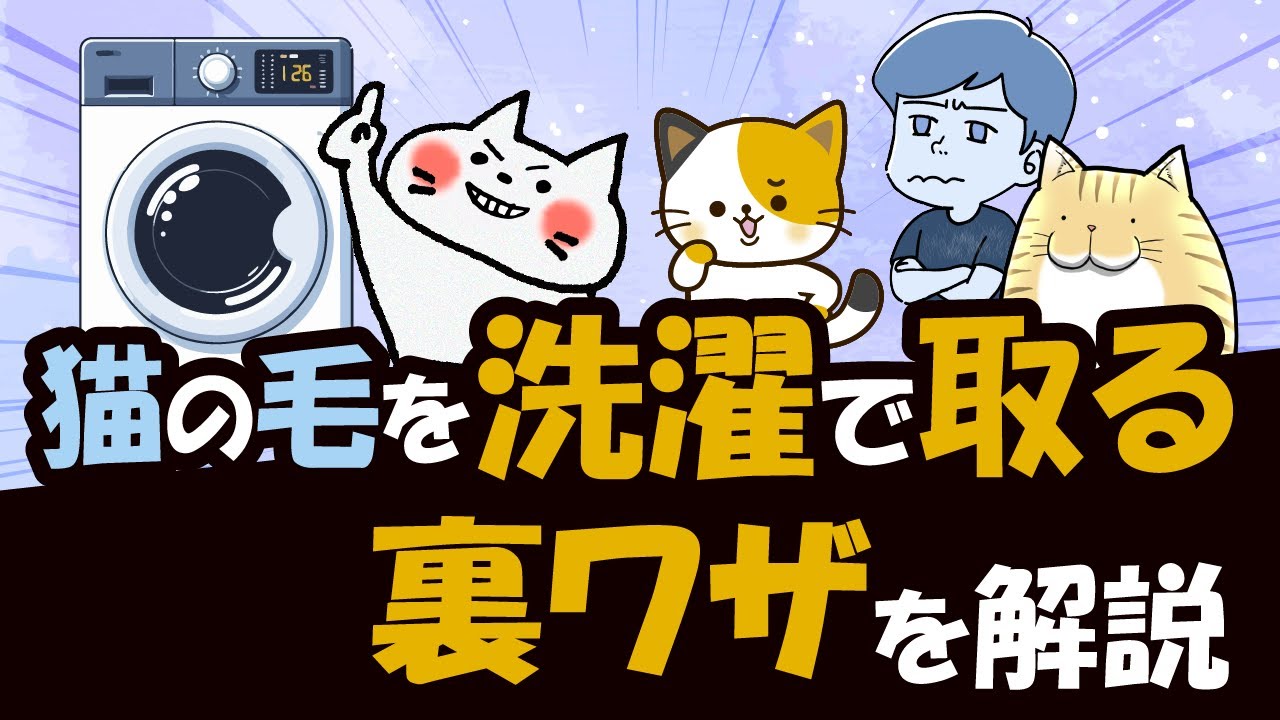 衣服についた猫の毛は通常の洗濯では取りにくい！猫の毛を洗濯で取る裏ワザを解説