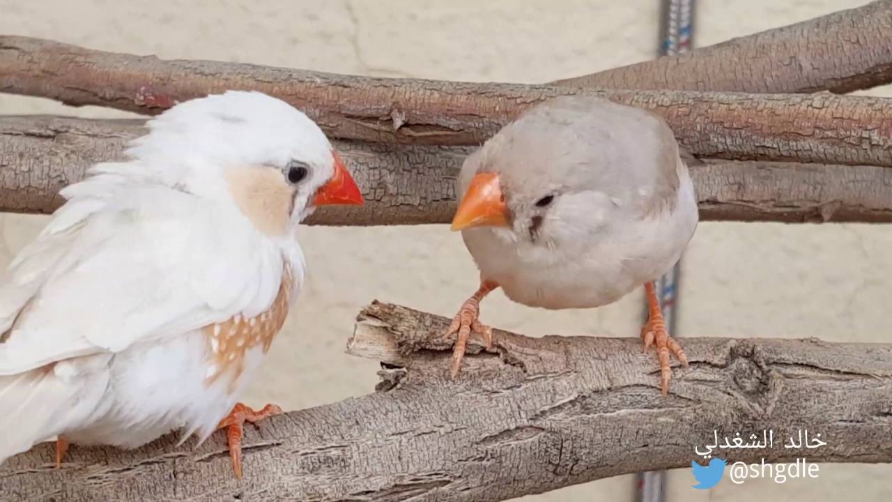 تربية طيور الزيبرا