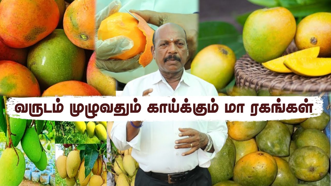 🍋இந்த 10 மா ரகங்கள் வருடம் முழுவதும் மாம்பழங்கள் தரக்கூடியது | Year-Round Mangoes with These Trees!🌴