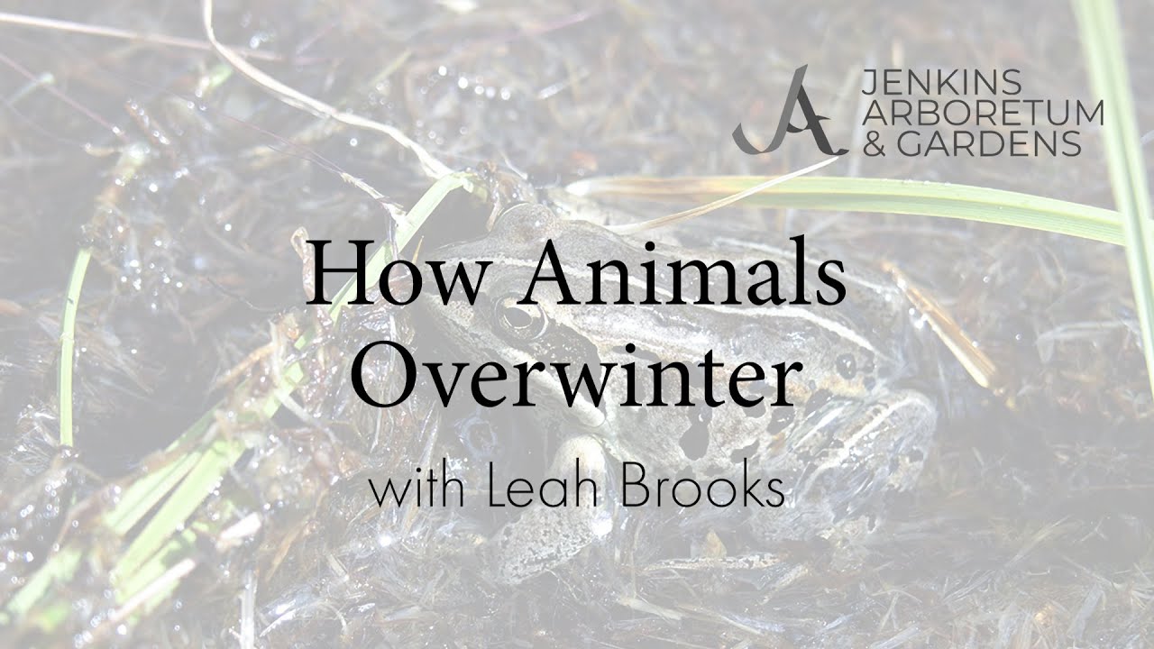How Animals Overwinter with Leah Brooks
