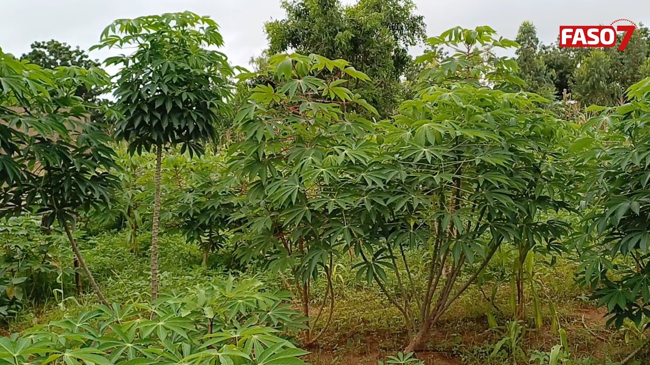 Résilience alimentaire : Les femmes du Centre-Est se mobilisent pour la réussite du P2-P2RS-BF