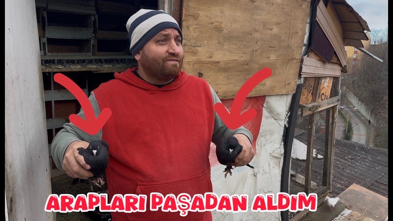 PAŞADAN ARAP MARDİN GÜVERCİNLERİ ALDIM ( KÜMES ZİYARETİ )