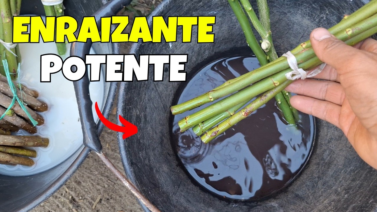 Cómo hacer ENRAIZANTE de SAUCE POTENTE y FÁSIL para ESQUEJES
