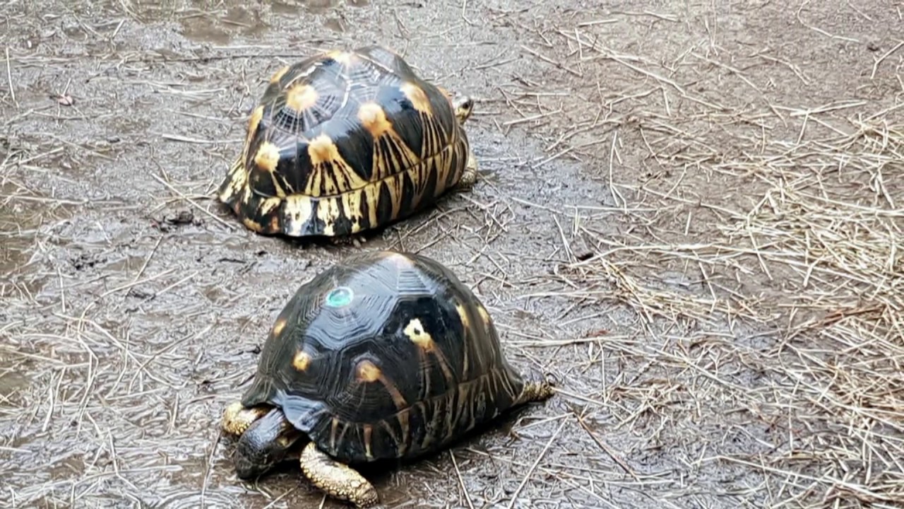 A Cupulatta