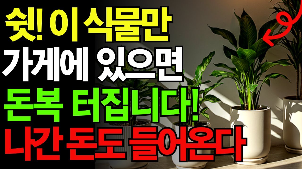 이 식물만 있으면 가게 운이 달라진다!｜돈복 터지는 장사운 식물 TOP3｜풍수 인테리어 꿀팁