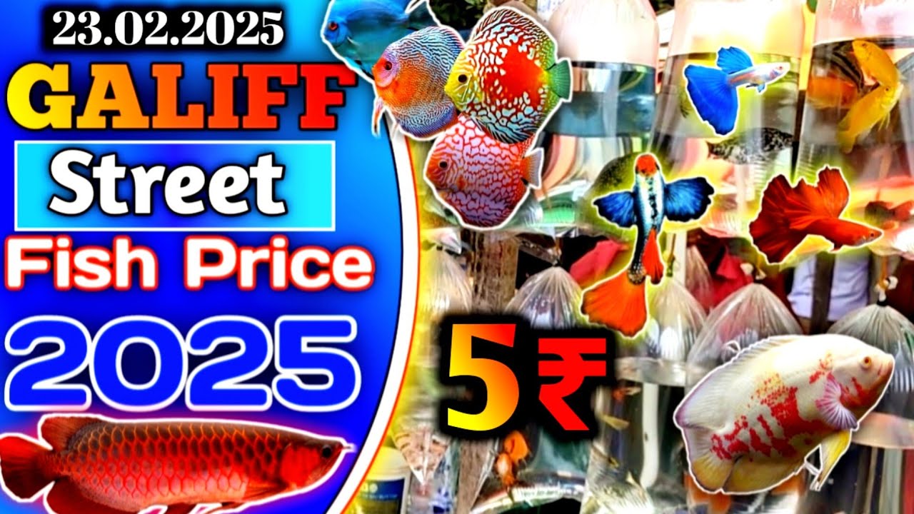 Recent Video Galiff Street Fish Market Kolkata । Recent Fish price in galiff Street । 23.02.2025