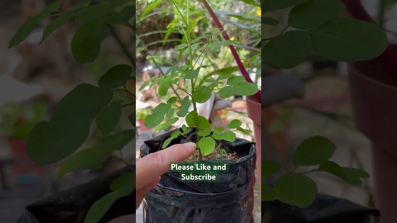 Growing Moringa from Seeds |1-Month Growth Update (Seychelles Garden)