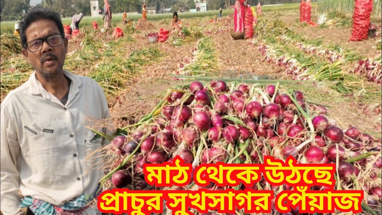 মাঠ থেকে উঠছে প্রাচুর সুখসাগর পেঁয়াজ | এ বছর ফলন ভালো হলেও দাম নেই | কী বলছেন হুগলির পেঁয়াজ চাষিরা