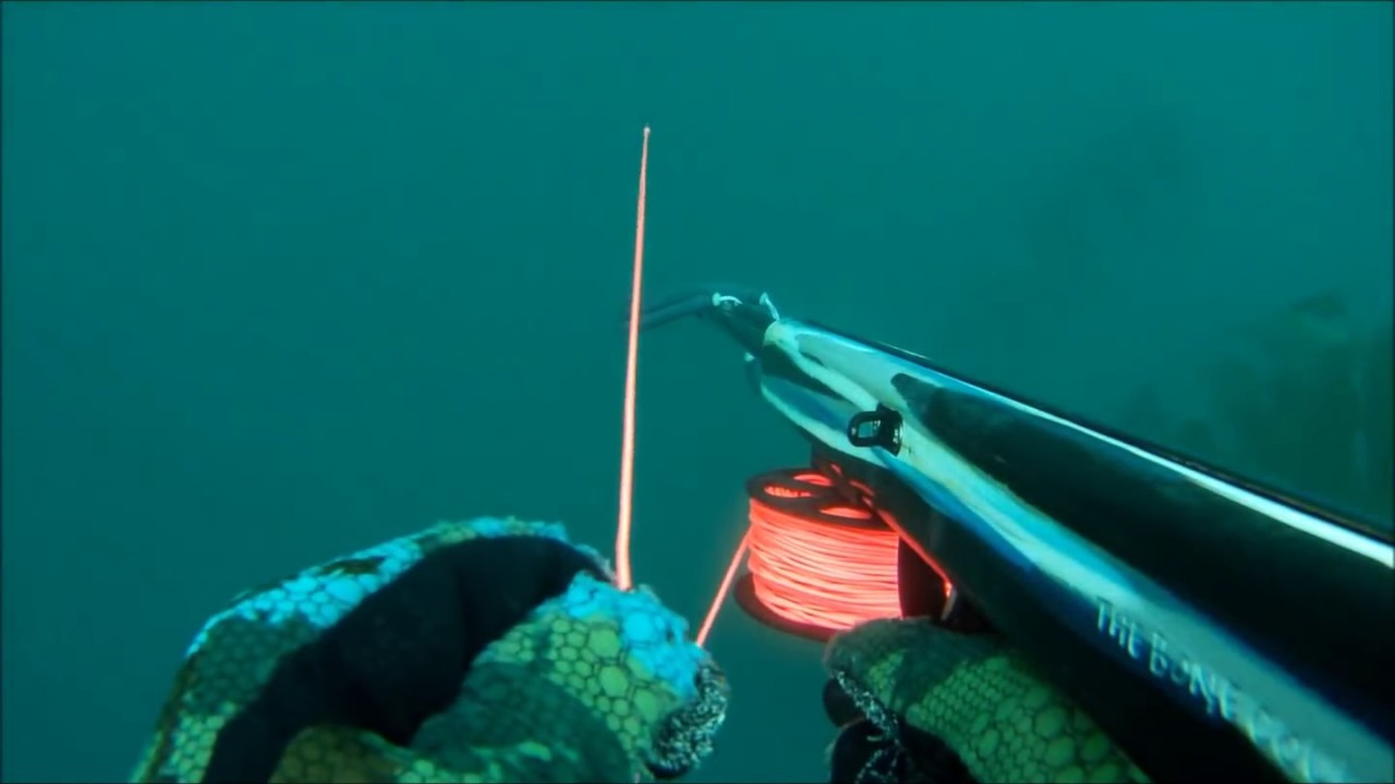 Spearfishing White Seabass