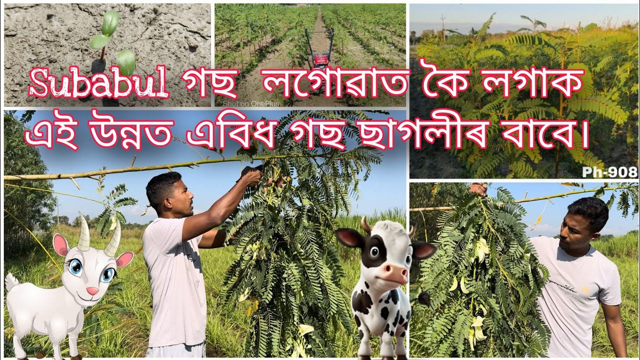 Subabul গছ  লগোৱাত কৈ লগাক এই উন্নত এবিধ গছ ছাগলীৰ বাবে।