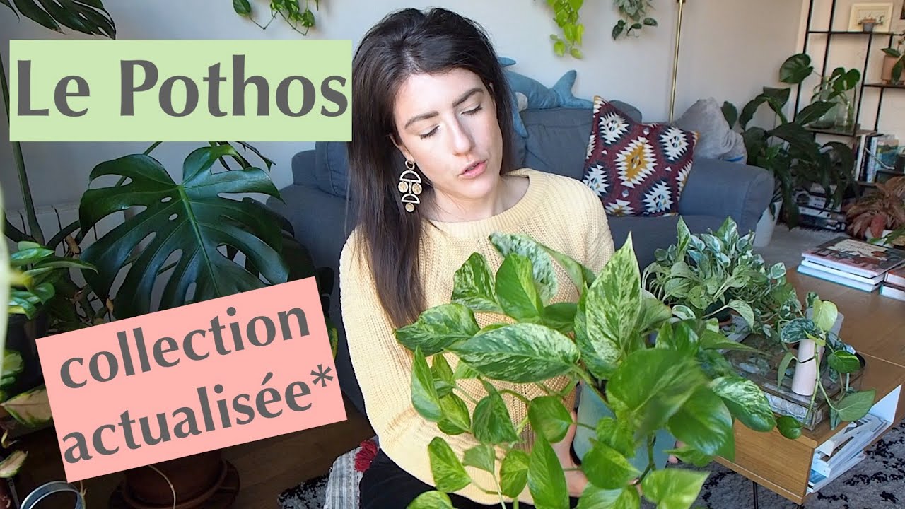 Le Pothos : collection & Entretien (mise à jour) #epipremnumaureum