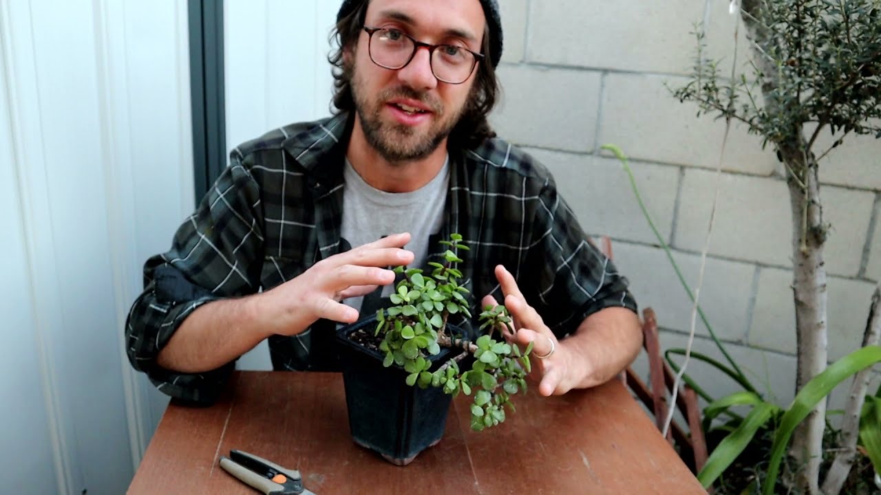 Cascade Elephant Bush Spring Update 2021 | Poor Man's Bonsai