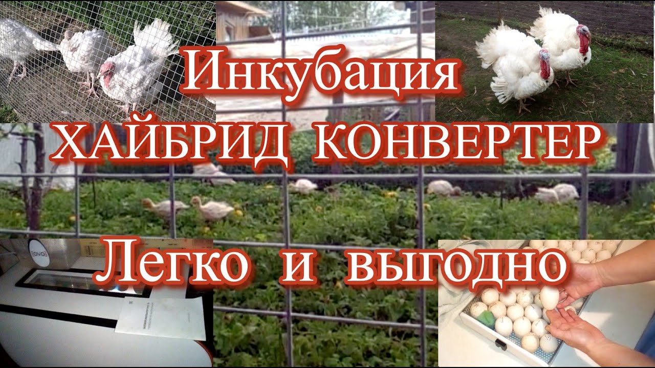 ИНКУБАЦИЯ индюшиных яиц ХАЙБРИД КОНВЕРТЕР в ОВО 78